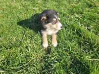 John , a male Border Collie and German Shepherd Dog for sale in Inkster, MI – Photo 4 of 4