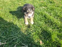John , a male Border Collie and German Shepherd Dog for sale in Inkster, MI – Photo 3 of 4