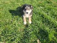John , a male Border Collie and German Shepherd Dog for sale in Inkster, MI – Photo 2 of 4