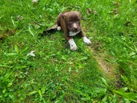 Brown, a male German Shepherd Dog and Labrador Retriever for sale in Inkster, MI – 3 of 5