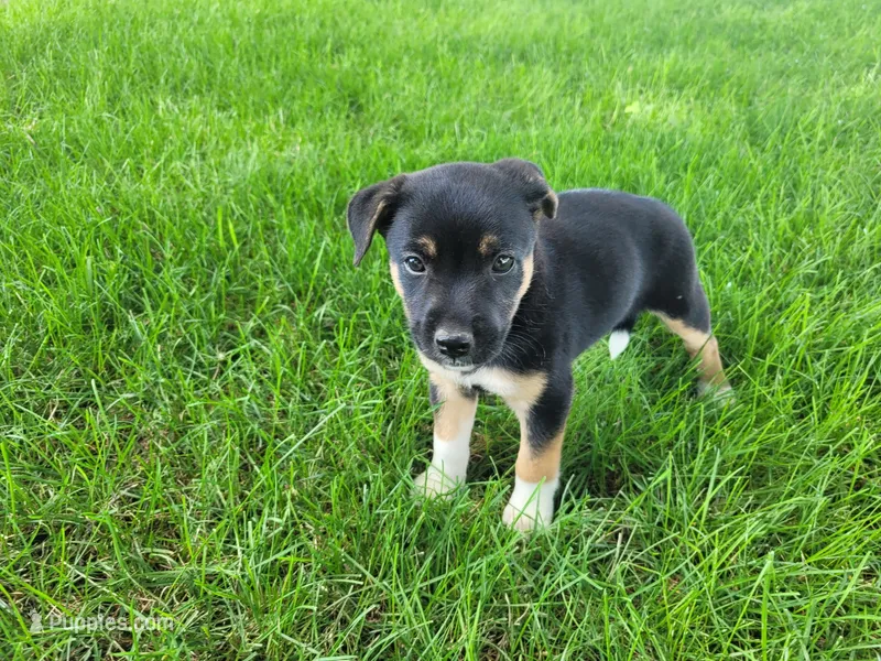 Daisy  – German Shepherd Dog, Labrador Retriever puppy for sale in Inkster, MI
