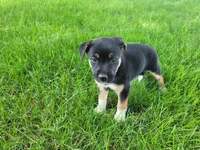 Daisy , a female German Shepherd Dog and Labrador Retriever for sale in Inkster, MI – 1 of 4