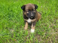 Ashley, a female Australian Shepherd and German Shepherd Dog for sale in Inkster, MI – 3 of 4