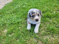 Kim, a female Australian Shepherd and German Shepherd Dog for sale in Inkster, MI – 3 of 5