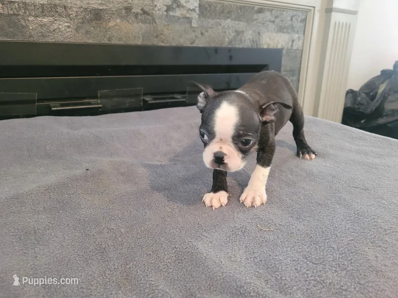 Black  – Boston Terrier puppy for sale in Inkster, MI