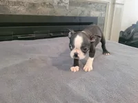 Black , a male Boston Terrier for sale in Inkster, MI – 1 of 6