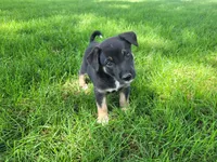 John , a male German Shepherd Dog and Labrador Retriever for sale in Inkster, MI – 3 of 4
