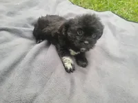 Kim, a female Morkie for sale in Inkster, MI – 2 of 6