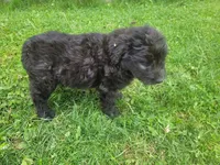 Max , a male Australian Shepherd and Border Collie for sale in Inkster, MI – 3 of 4