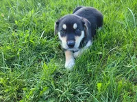 Sam, a male German Shepherd Dog and Labrador Retriever for sale in Inkster, MI – 4 of 5