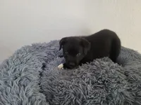 Jackie, a female Australian Shepherd and Labrador Retriever for sale in Inkster, MI – 6 of 6