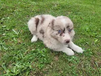 Kim , a female Australian Shepherd for sale in Inkster, MI – 5 of 8