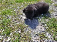 Jackie, a female Australian Shepherd and Labrador Retriever for sale in Inkster, MI – 4 of 4