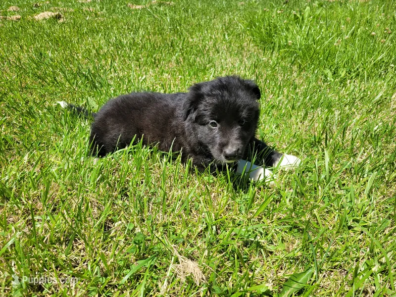 Max – Australian Shepherd, German Shepherd Dog puppy for sale in Inkster, MI