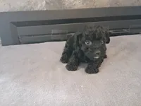 Black , a male Cavapoo for sale in Inkster, MI – 1 of 6