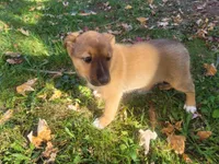 Kim , a female Australian Shepherd and German Shepherd Dog for sale in Inkster, MI – 4 of 6