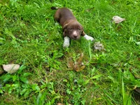 Brown, a male German Shepherd Dog and Labrador Retriever for sale in Inkster, MI – 2 of 5