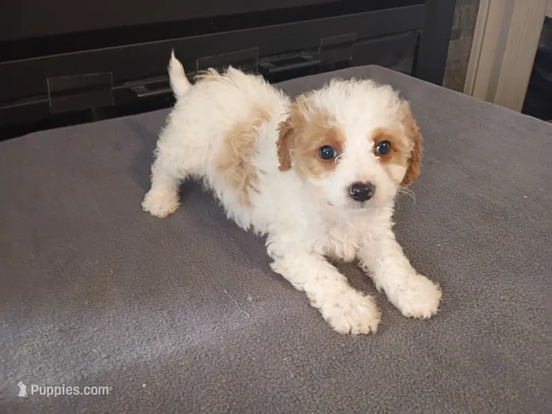 Stacy – Cavapoo puppy for sale in Inkster, MI
