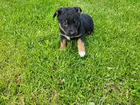 Kim, a female German Shepherd Dog and Labrador Retriever for sale in Inkster, MI – 3 of 3