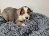 Alex , a male Australian Shepherd and German Shepherd Dog for sale in Inkster, MI – 2 of 4