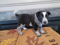 Daisy , a female Australian Cattle Dog for sale in Inkster, MI – Photo 2 of 2