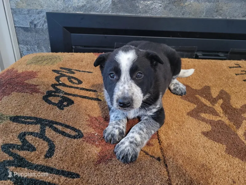 Daisy  – Australian Cattle Dog puppy for sale in Inkster, MI