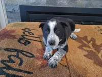 Daisy , a female Australian Cattle Dog for sale in Inkster, MI – Photo 1 of 2