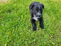 Daisy , a female German Shepherd Dog and Labrador Retriever for sale in Inkster, MI – 3 of 3
