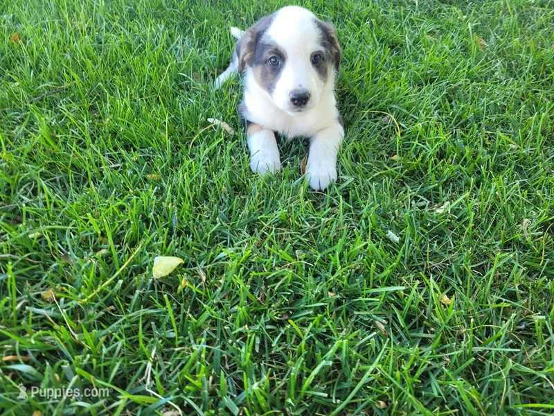Lady – Australian Shepherd, German Shepherd Dog puppy for sale in Inkster, MI