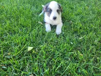 Lady, a female Australian Shepherd and German Shepherd Dog for sale in Inkster, MI – 1 of 5
