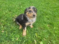 John , a male Australian Shepherd and Border Collie for sale in Inkster, MI – 4 of 4