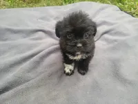 Kim, a female Morkie for sale in Inkster, MI – 5 of 6