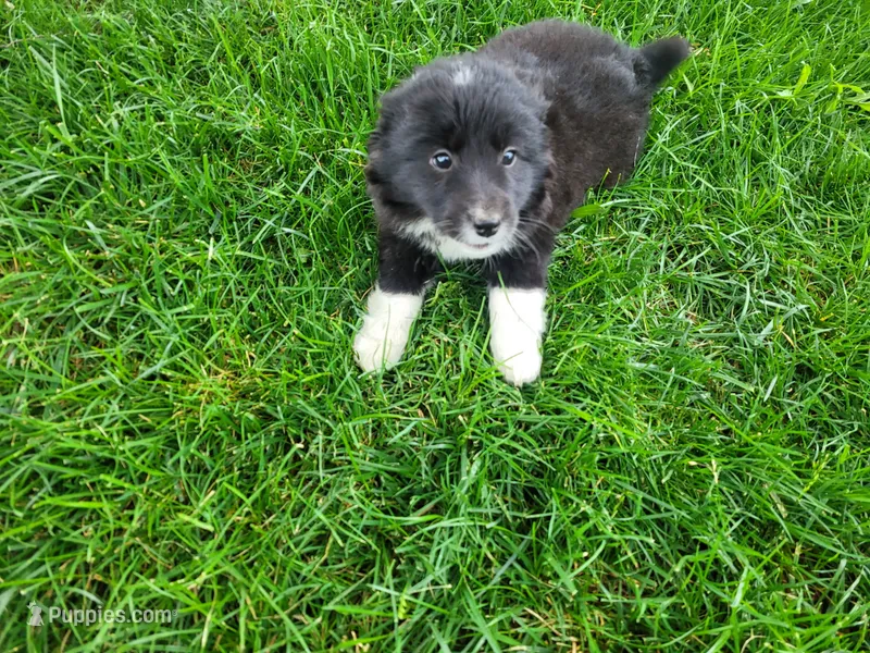 Lulu  – Border Collie puppy for sale in Inkster, MI