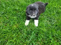 Lulu , a female Border Collie for sale in Inkster, MI – 1 of 5
