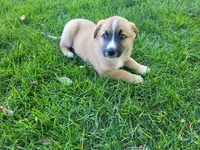 Brown , a male Australian Shepherd and German Shepherd Dog for sale in Inkster, MI – 3 of 4