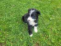 Mushroom, a female Australian Shepherd and Border Collie for sale in Inkster, MI – 3 of 3