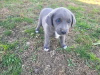 Angie, a female Australian Shepherd and Labrador Retriever for sale in Inkster, MI – 3 of 4