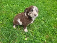 Lady, a female Australian Shepherd and Border Collie for sale in Inkster, MI – 2 of 4