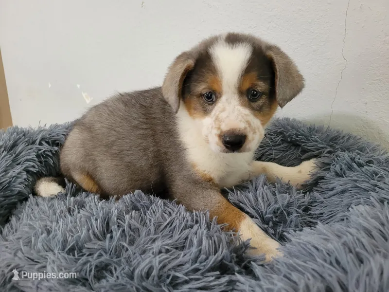 Alex  – Australian Shepherd, German Shepherd Dog puppy for sale in Inkster, MI