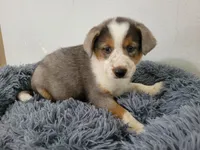 Alex , a male Australian Shepherd and German Shepherd Dog for sale in Inkster, MI – 1 of 4