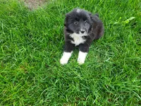 Lulu , a female Border Collie for sale in Inkster, MI – 4 of 5