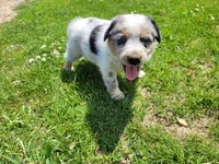 John , a male Australian Shepherd and German Shepherd Dog for sale in Inkster, MI – 3 of 4
