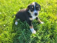Kim, a female German Shepherd Dog and Labrador Retriever for sale in Inkster, MI – 2 of 4