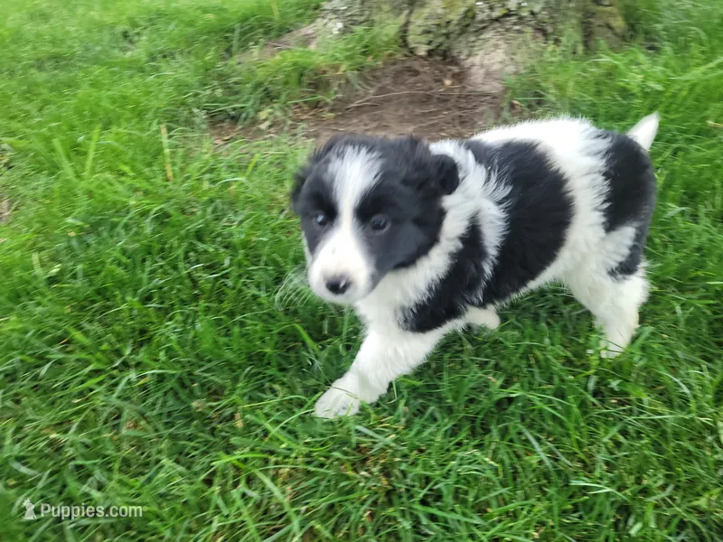 John  – Border Collie puppy for sale in Inkster, MI