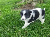 John , a male Border Collie for sale in Inkster, MI – 1 of 3