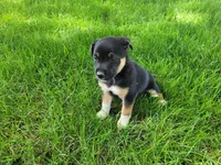Daisy , a female German Shepherd Dog and Labrador Retriever for sale in Inkster, MI – 4 of 4