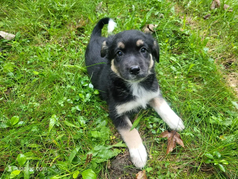 Daisy  – German Shepherd Dog, Labrador Retriever puppy for sale in Inkster, MI