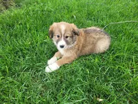Daisy , a female Border Collie for sale in Inkster, MI – 4 of 4