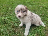 Kim , a female Australian Shepherd for sale in Inkster, MI – 1 of 8