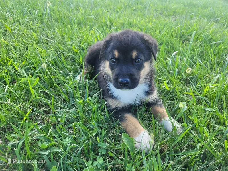 Max  – German Shepherd Dog, Labrador Retriever puppy for sale in Inkster, MI